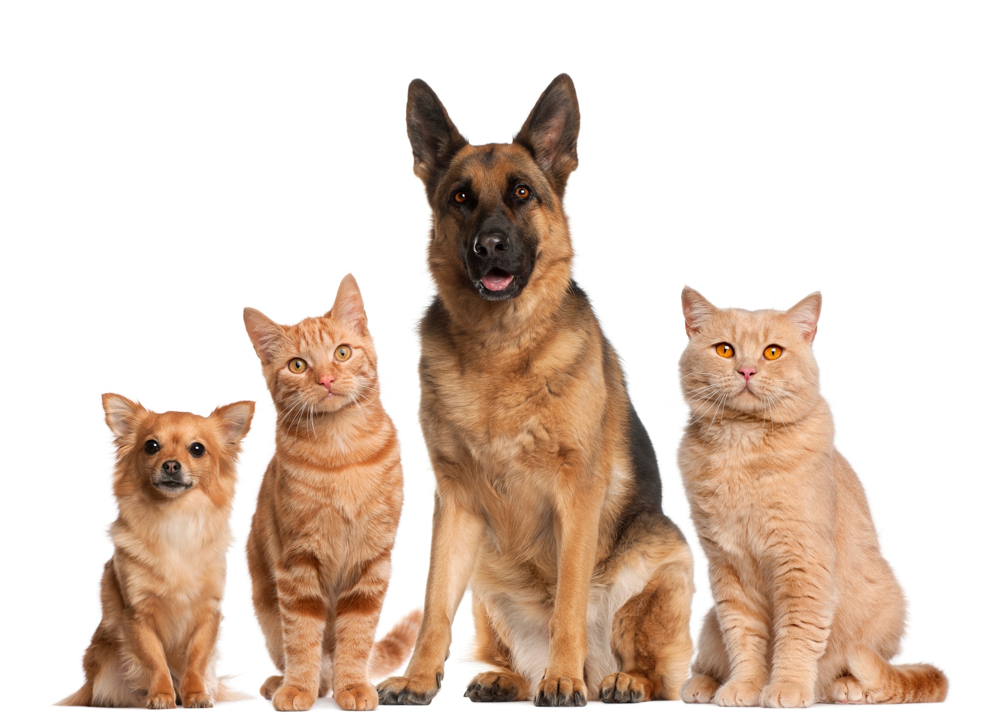Group of dogs and cats sitting in front of white background